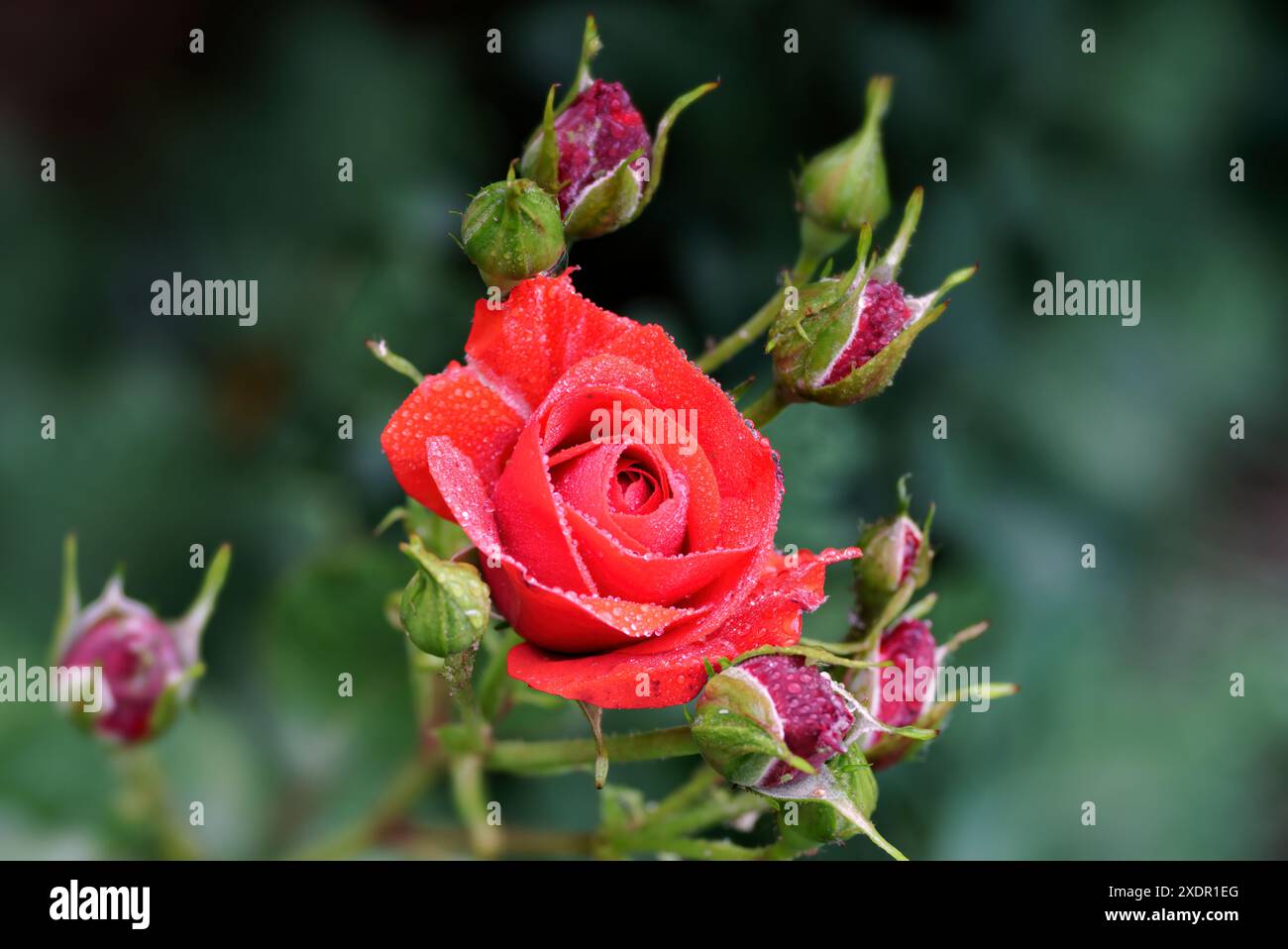 Porträt einer perfekten roten Rose, bedeckt mit Tau und umgeben von Rosenknospen in schönem, weichem Licht vor einem einfachen dunklen Hintergrund Stockfoto