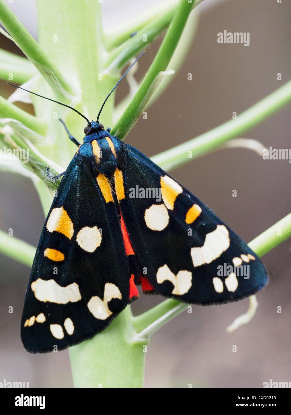 Scharlach Tigermotte (Callimorpha dominula) Stockfoto