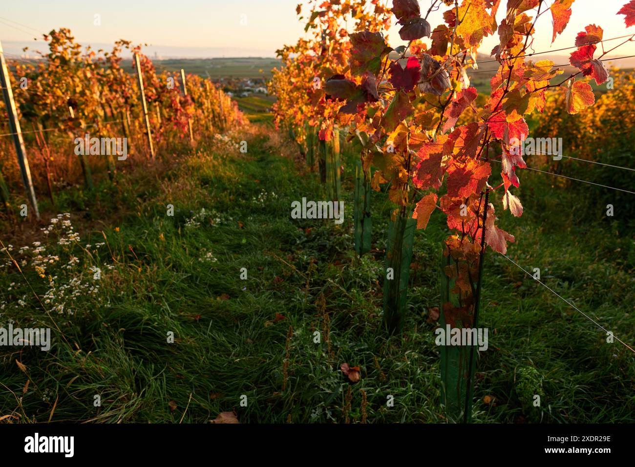 Geographie / Reise, Österreich, Niederösterreich, Weinviertel Herbstlandschaft, ADDITIONAL-RIGHTS-CLEARANCE-INFO-NOT-AVAILABLE Stockfoto