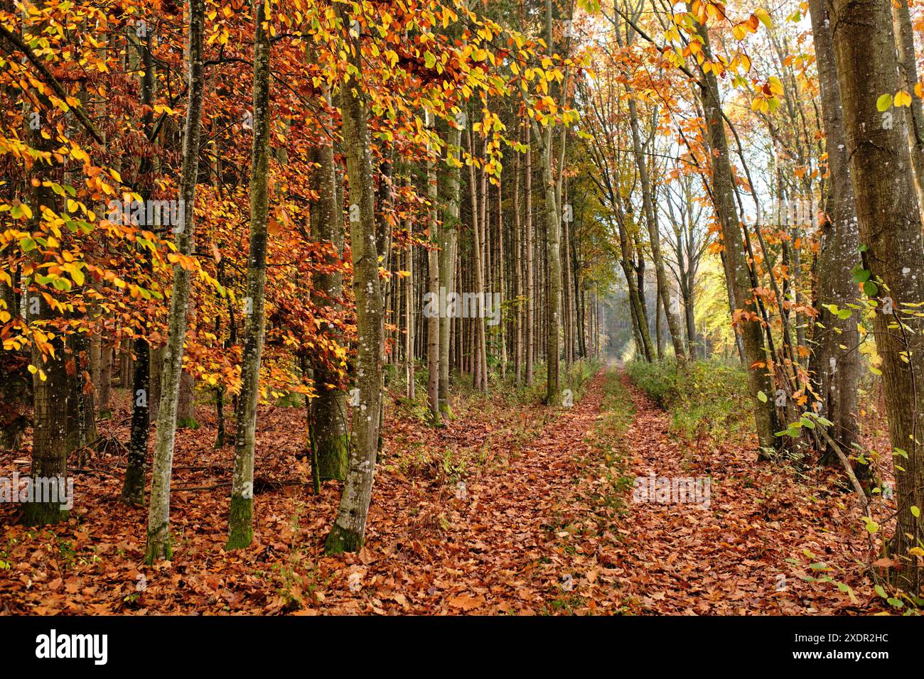 Geographie / Reise, Österreich, Burgenland, Weg mit Blättern im Herbstwald, ADDITIONAL-RIGHTS-CLEARANCE-INFO-NOT-AVAILABLE Stockfoto
