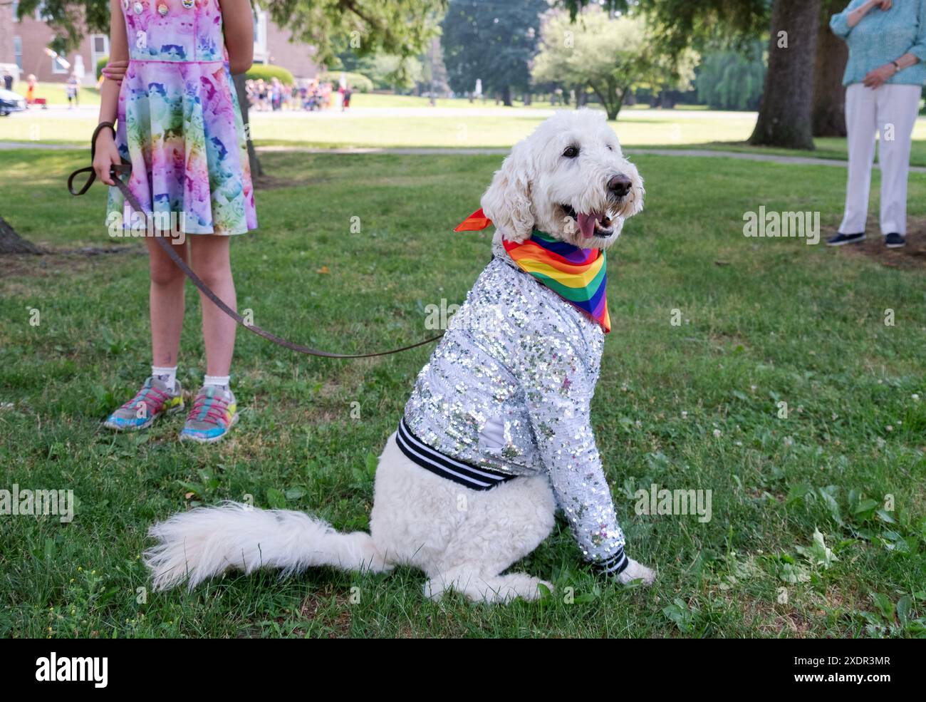 Ein weißer Standard Poodle kleidet sich für die Red Hook Pride Parade 2024 im Dutchess County, New York. Stockfoto