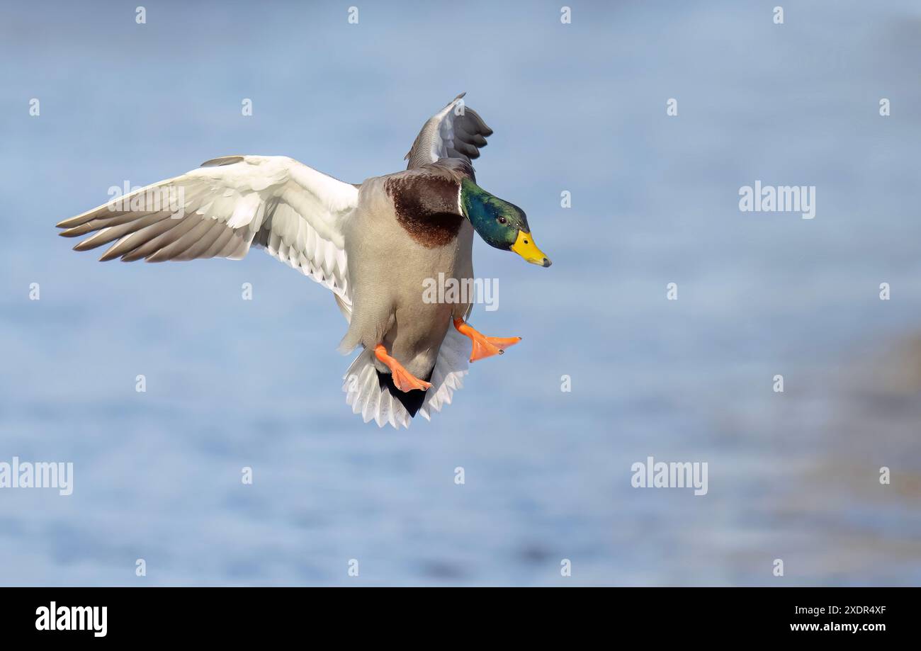 Stockenten-drake-Ente, die in einem kanadischen Winter auf dem Ottawa River landet. Stockfoto