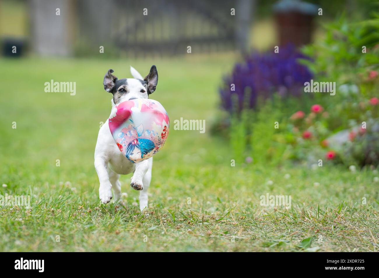 Junger, glatter Jack-Russell-Terrier-Hund, der mit einem Ball spielt. Jack-russell-Terrier-Welpe läuft mit einem Ball auf die Kamera zu. Stockfoto