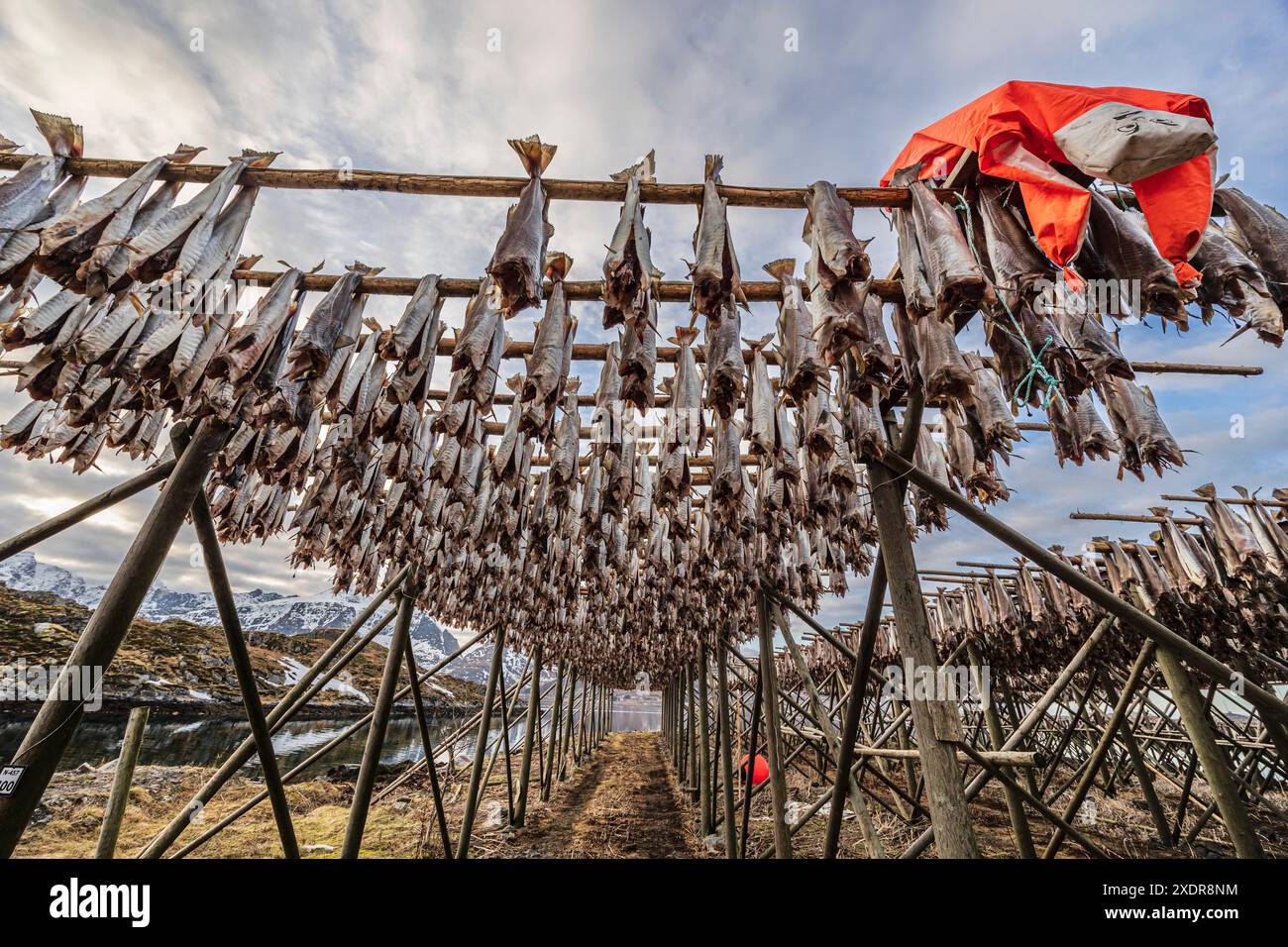 Trockenfisch, Skrei, norwegischer Kabeljau, Moskenesoya, Lofoten, Norwegen, Europa Stockfoto
