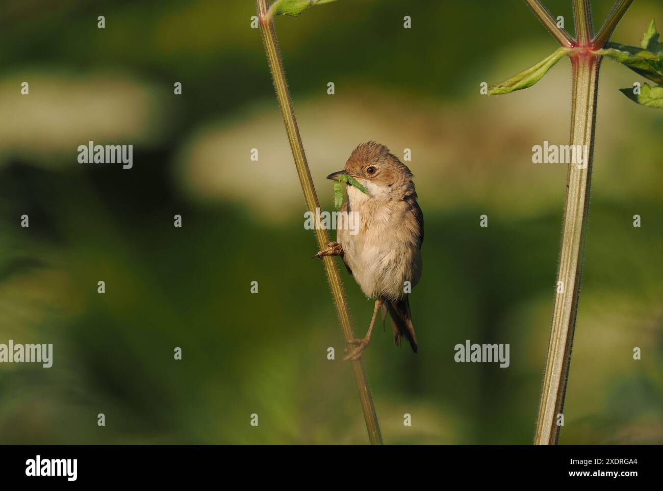 Vögel, die Futter transportieren, weisen oft auf das Vorhandensein eines nahegelegenen Nestes hin. Achten Sie darauf, den Zuchtversuch nicht zu stören. Stockfoto