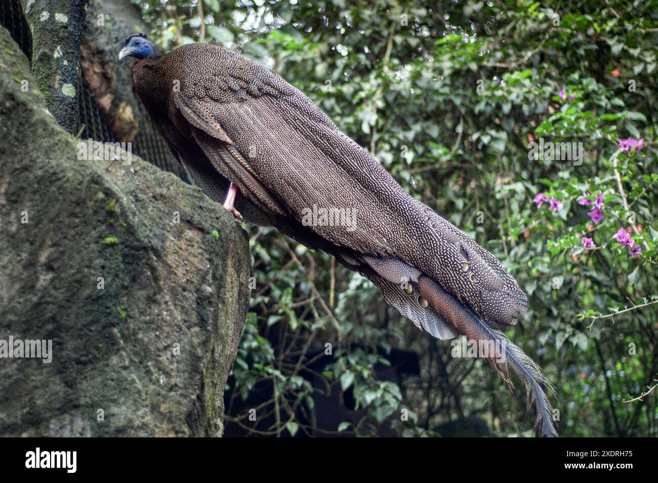 2007-12-30, Taman Safari Zoo, Cisarua, Indonesien: Beobachten und fangen erstaunliche Tiere aus nächster Nähe. Stockfoto