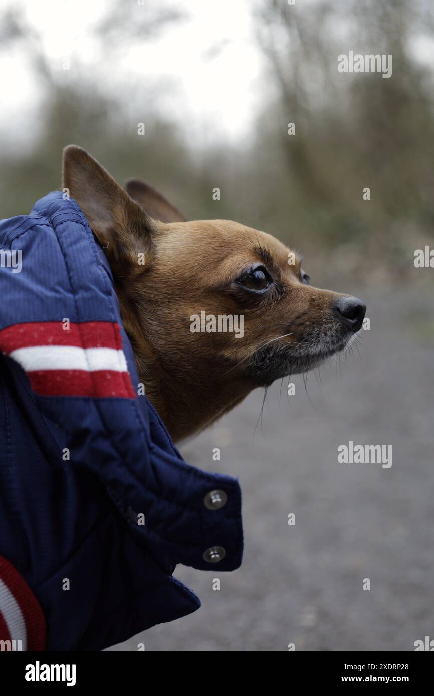 Hundeporträt mit Bokeh-Aufnahme mit 50-mm-Makroobjektiv von Canon und dslm-Vollformat Stockfoto