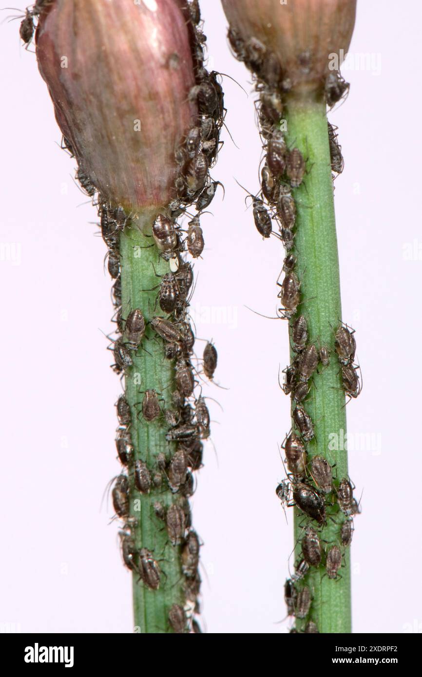 Zwiebelblattläuse (Neotoxoptera formosana) Kolonienschädlinge an den Stämmen und Knospen einer Schnittlauchpflanze, Berkshire, Mai Stockfoto