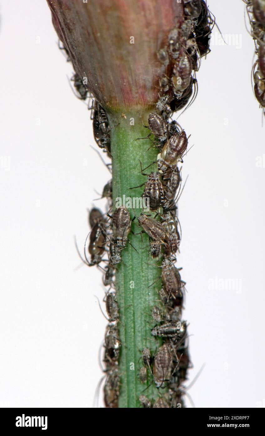 Zwiebelblattläuse (Neotoxoptera formosana) Kolonienschädlinge an den Stämmen und Knospen einer Schnittlauchpflanze, Berkshire, Mai Stockfoto