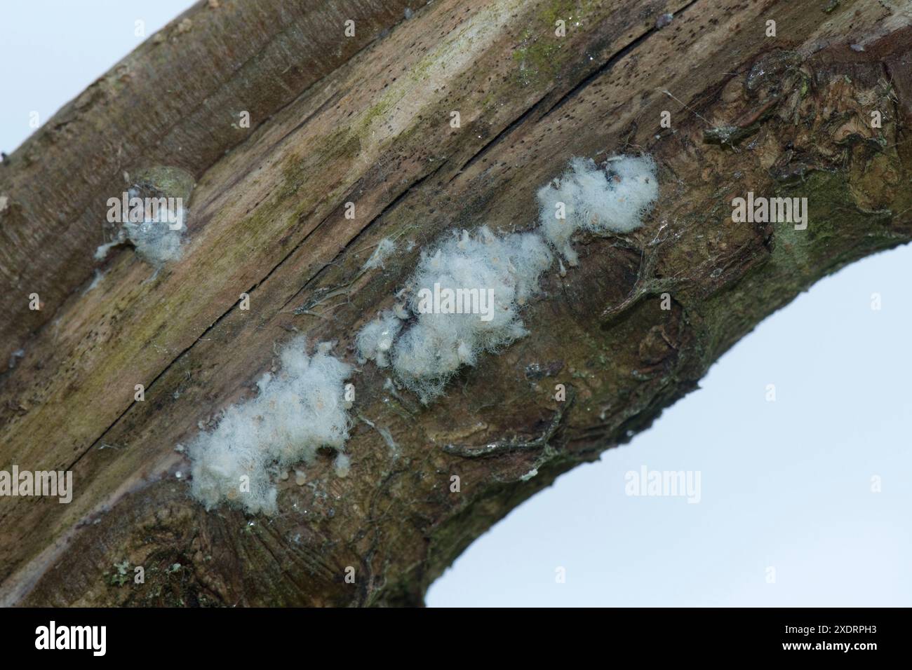 Wollblattläuse (Eriosoma lanigerum) weiße Wollkolonien von Blattläusen auf einem vernarbten Ast von und Apfelbaum, Discovery, Berkshire, Mai Stockfoto