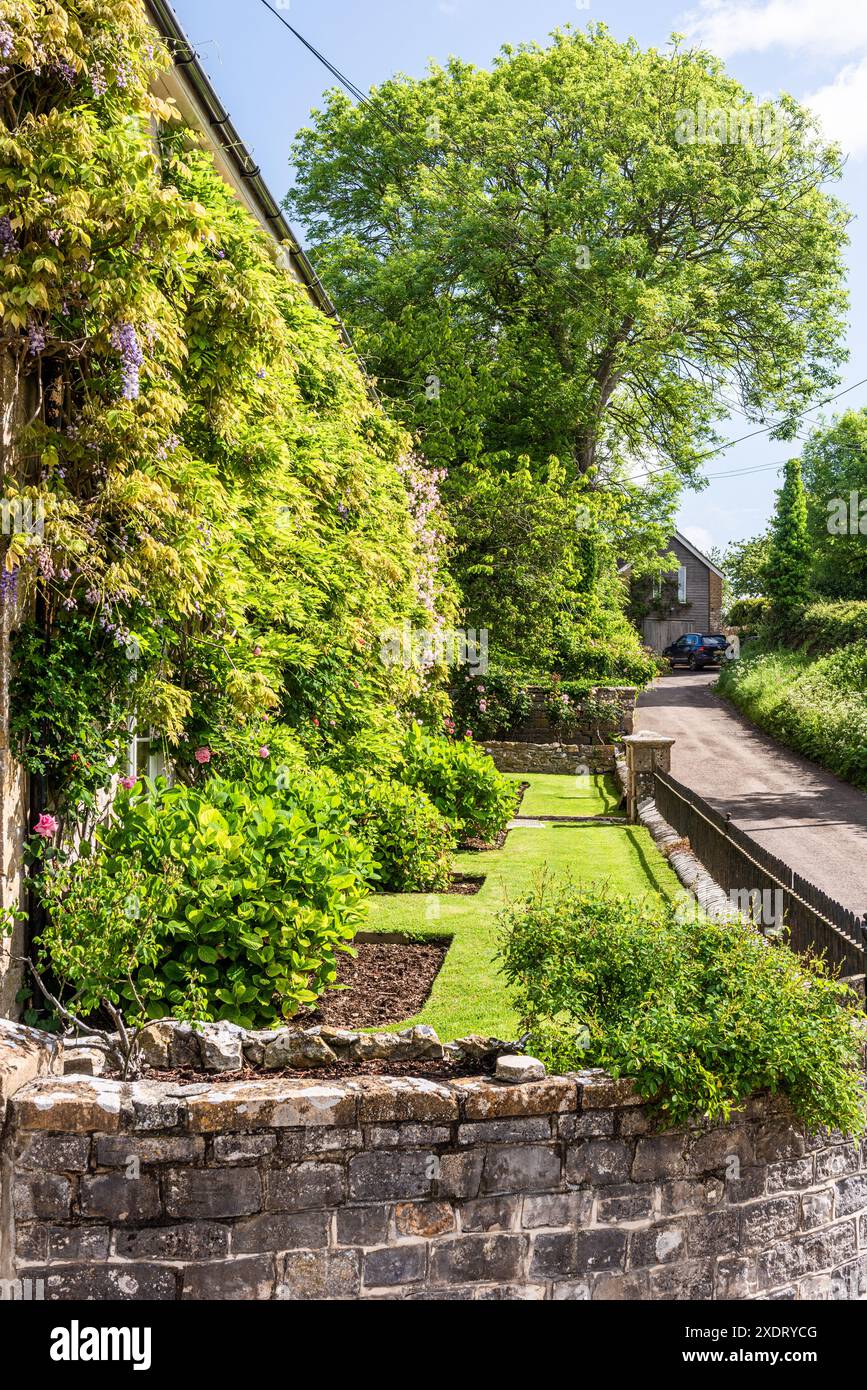 Wisteria wächst an der Außenseite des Somerset-Pfarrhauses aus lokalem Kalkstein und stammt aus dem 17. Jahrhundert in Südwestengland, Großbritannien. Stockfoto