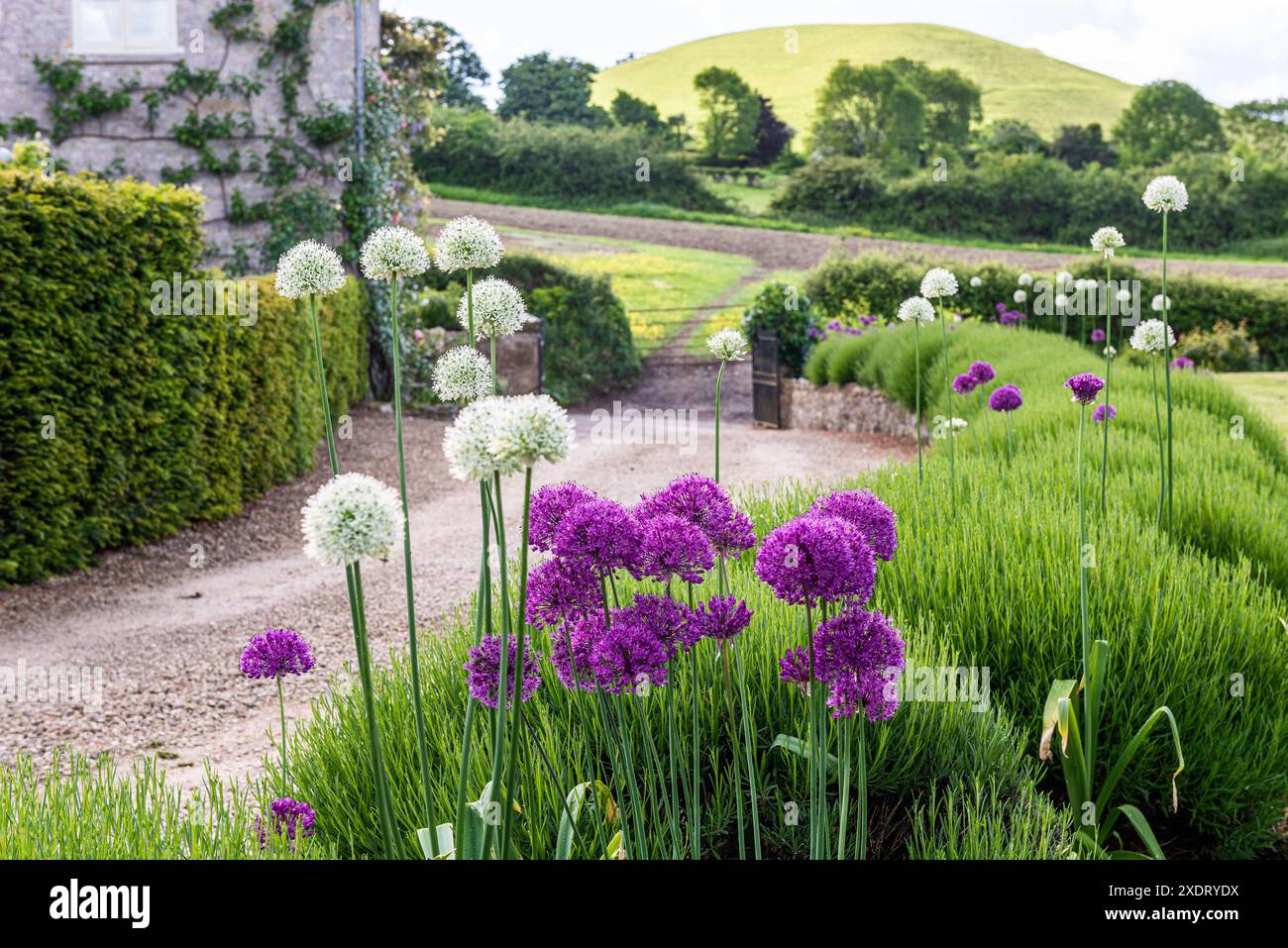 Blühendes Allium an der Einfahrt des charmanten Somerset-Pfarrhauses aus dem 17. Jahrhundert, Südwestengland, Großbritannien. Stockfoto