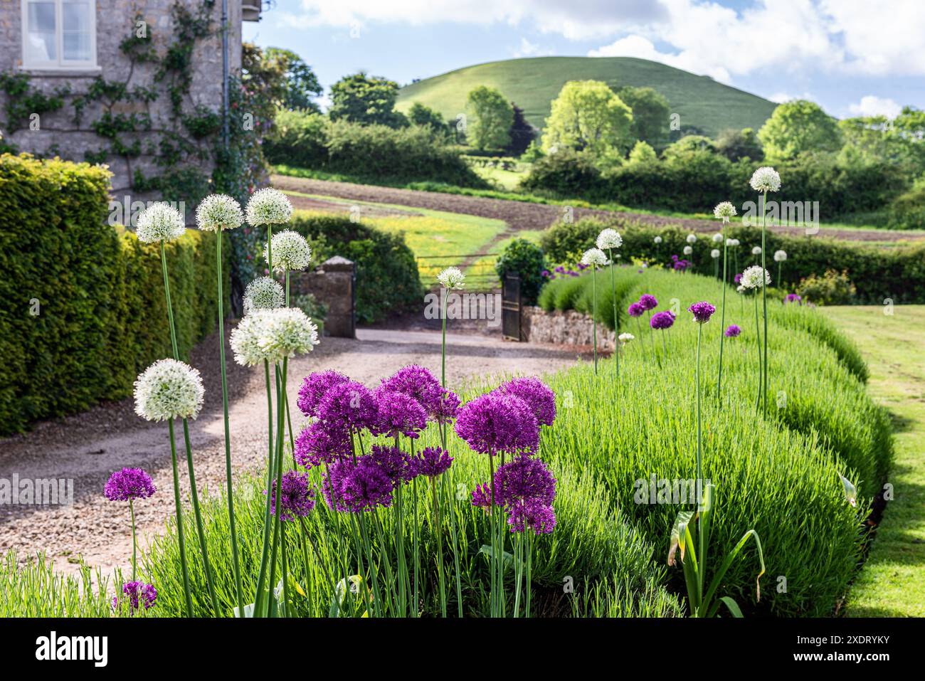 Blühendes Allium im malerischen Garten des Somerset-Pfarrhauses aus dem 17. Jahrhundert, mit Blick auf die Landschaft in Südwestengland, Großbritannien Stockfoto