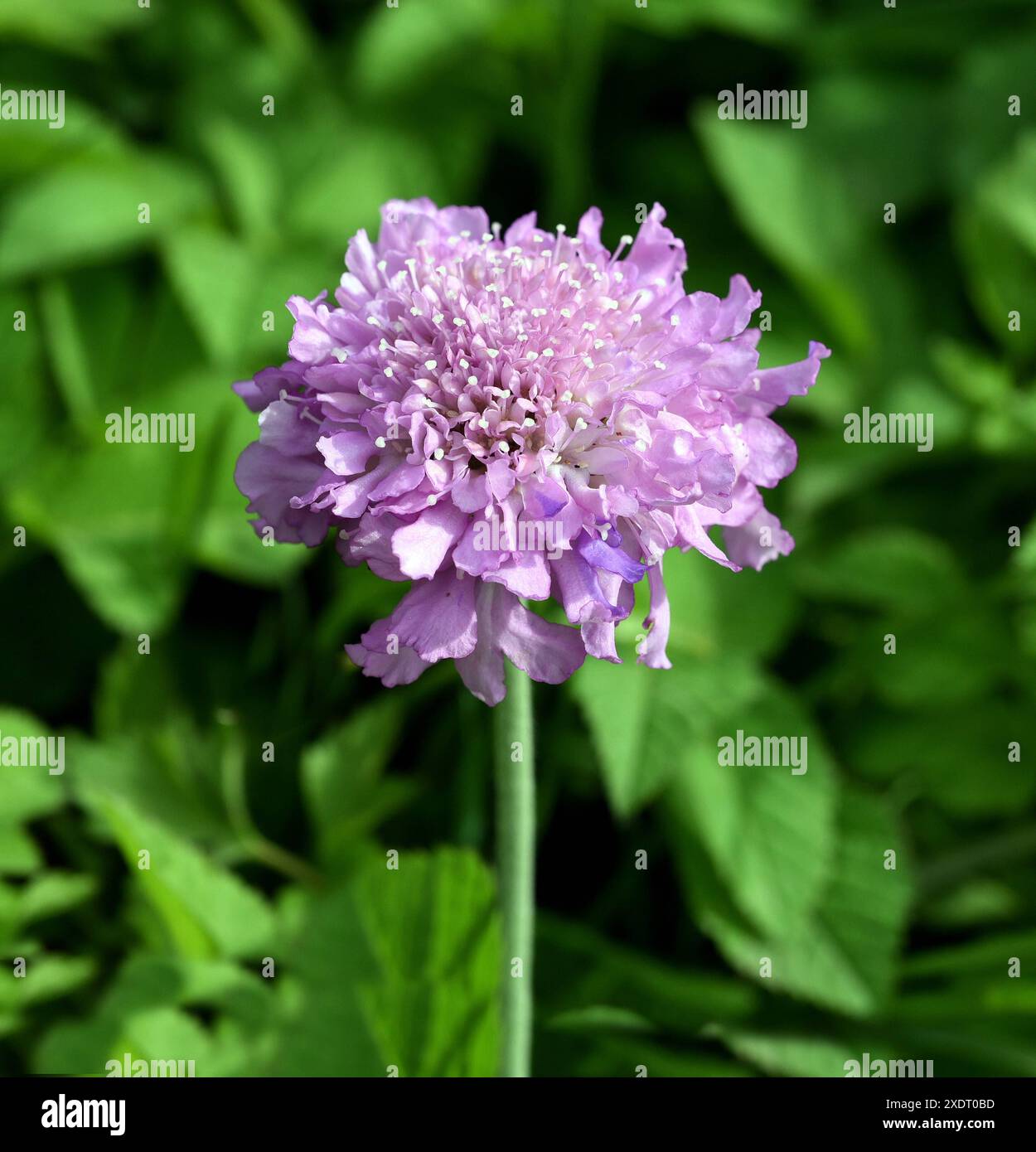 Tauben-Skabiose, Scabiosa columbaria ist eine buschige Staude, die von Mai bis Oktober blaue Blueten bildet. Tauben-Skabiosa-Columbaria ist A Stockfoto