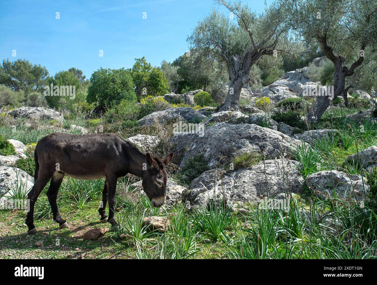 Maultiere weiden in Berggebieten, Pollenca, Mallorca, Balearen, Spanien Stockfoto