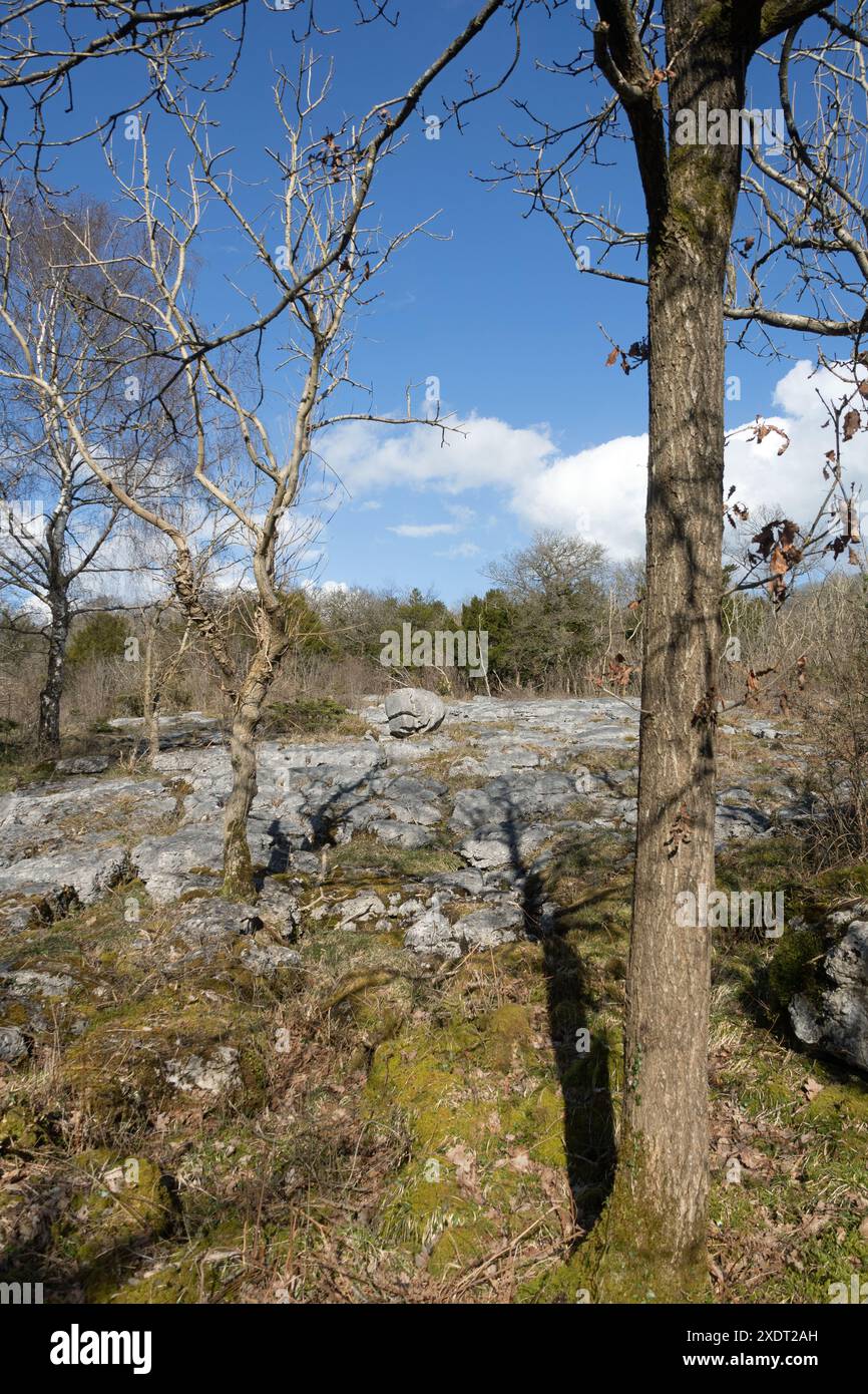 Kalksteinpflaster und gletscherförmiger Felsbrocken Hutton Roof Crags bei Burton in Kendal Cumbria, heute Westmorland und Furness England Stockfoto