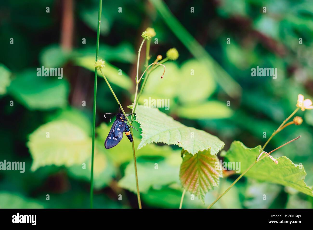 Syntomis Phegea, schwarzer Schmetterling mit weißen Punkten auf den Flügeln sitzt auf dem Gras. Nahaufnahme. Stockfoto