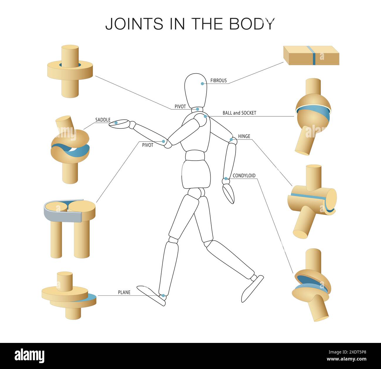 Gelenk im Körper. Typen, Teile und Klassifizierung Stockfoto