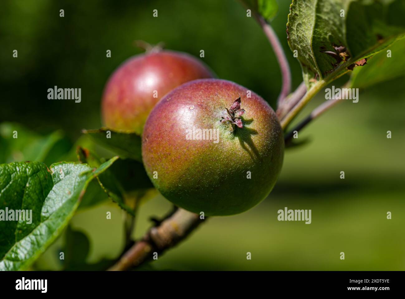 Nahaufnahme von kleinen roten Äpfeln, die auf einem Zweig im Sommersonnenschein wachsen, Amisfield ummauerter Garten, East Lothian, Schottland, Großbritannien Stockfoto