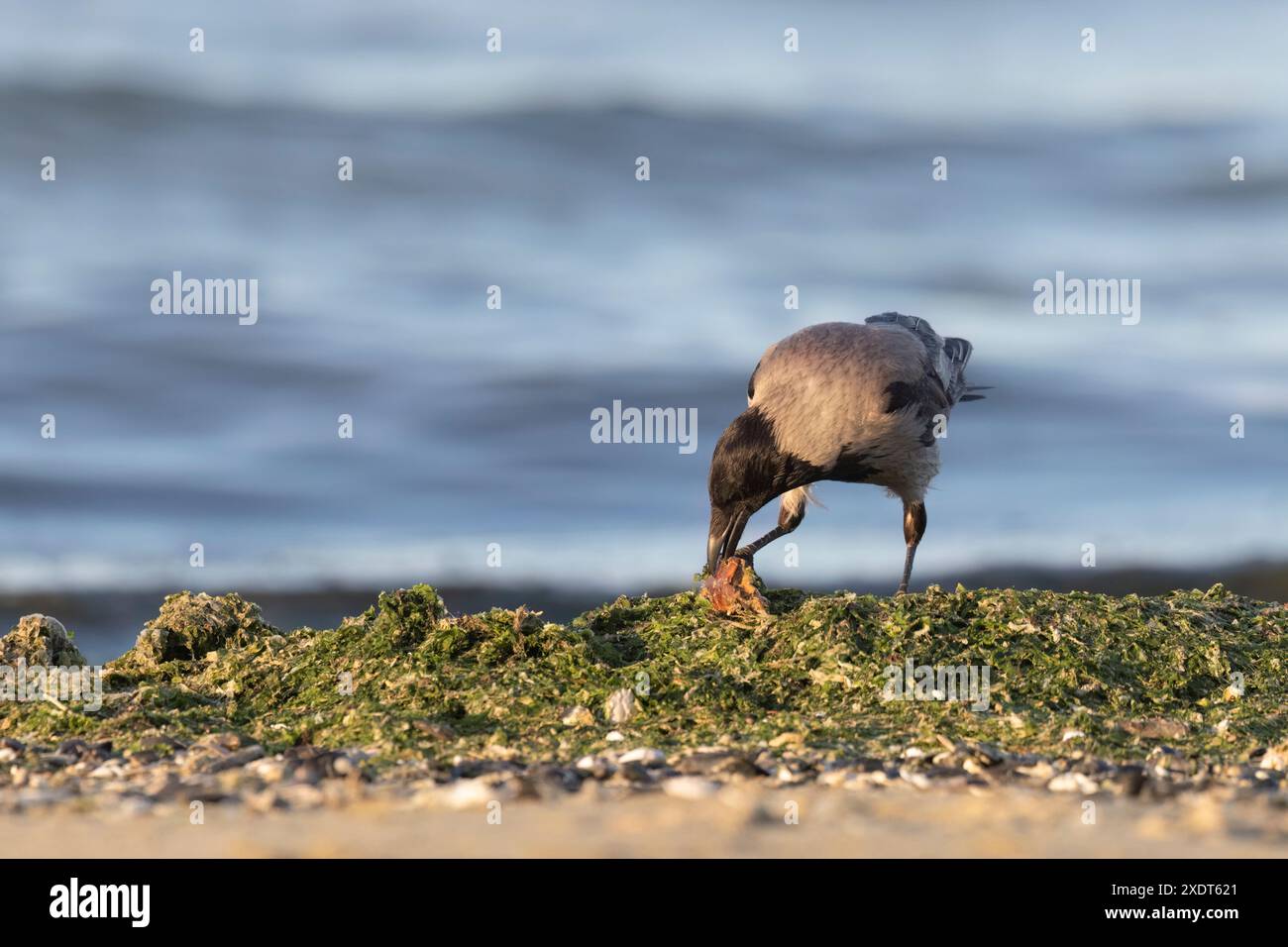 Die Kapuzenkrähe (Corvus cornix), Verätzungskrähe am mittelmeerstrand. Stockfoto