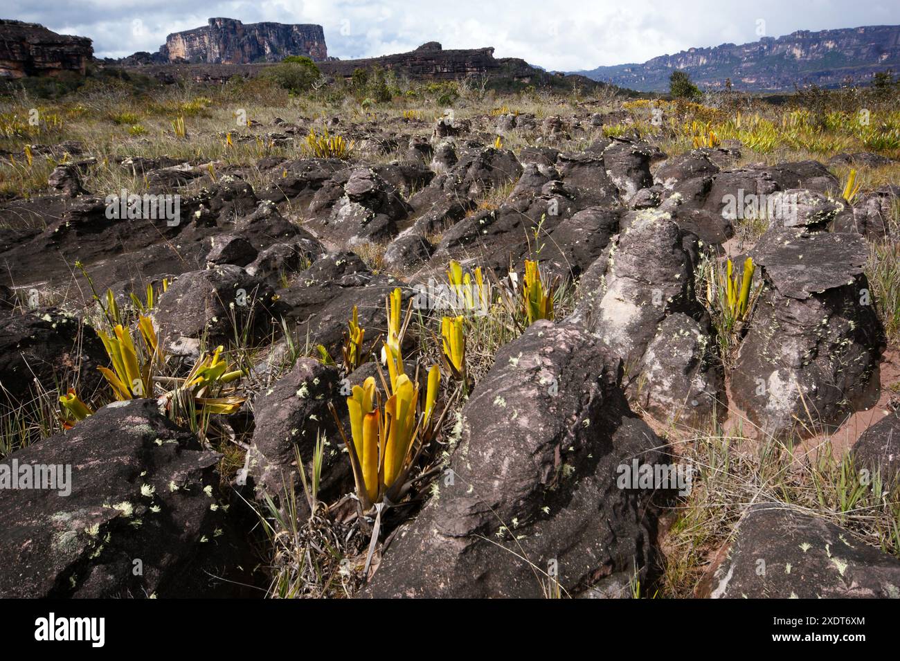 Krüge von Brocchinia reducta, einer fleischfressenden Bromelie, die in Sandsteingestein auf dem Plateau von Auyan Tepui in Venezuela wächst Stockfoto