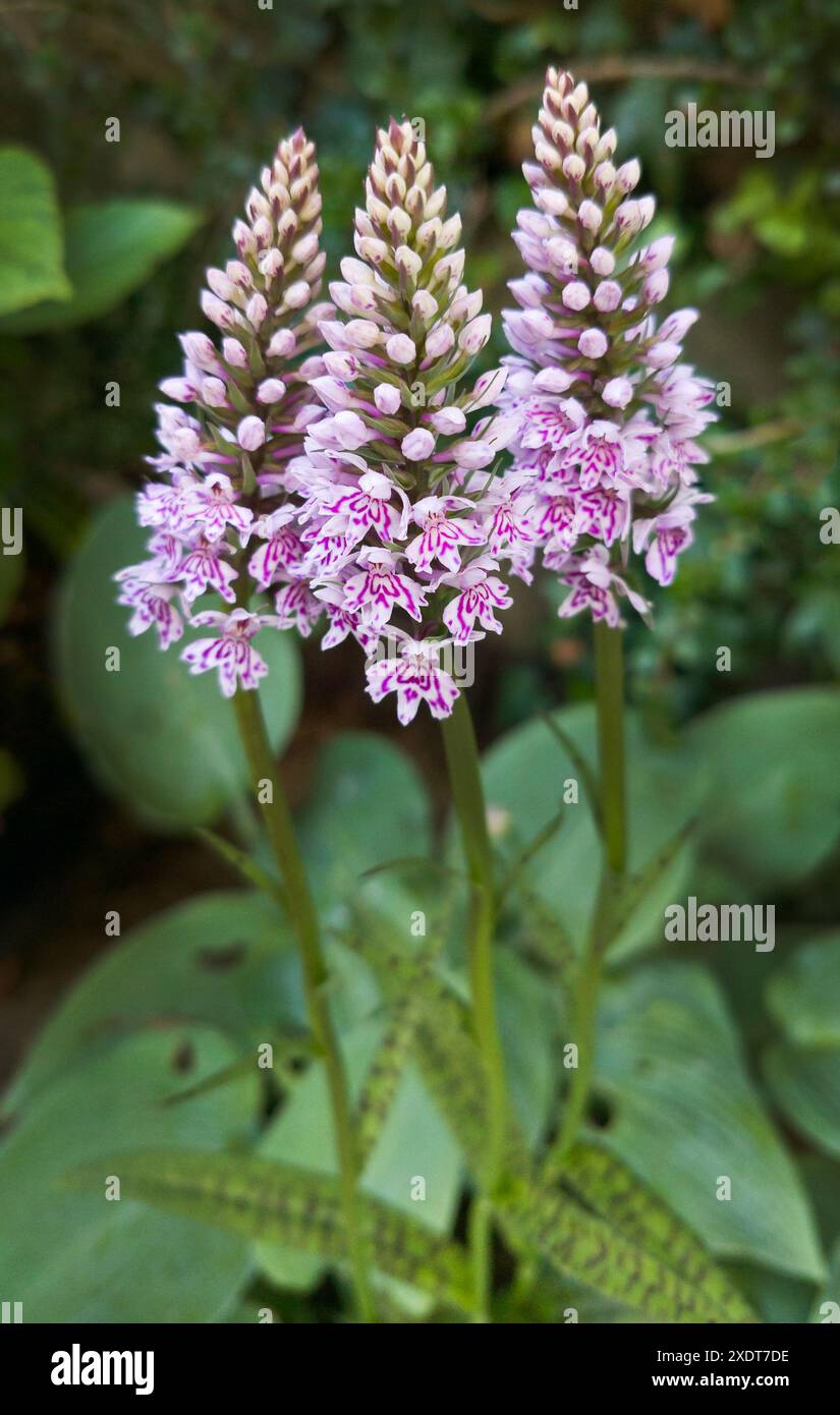 UK Orchidee, Gemeine Fleckorchidee, Dactylorhiza fuchsii Stockfoto