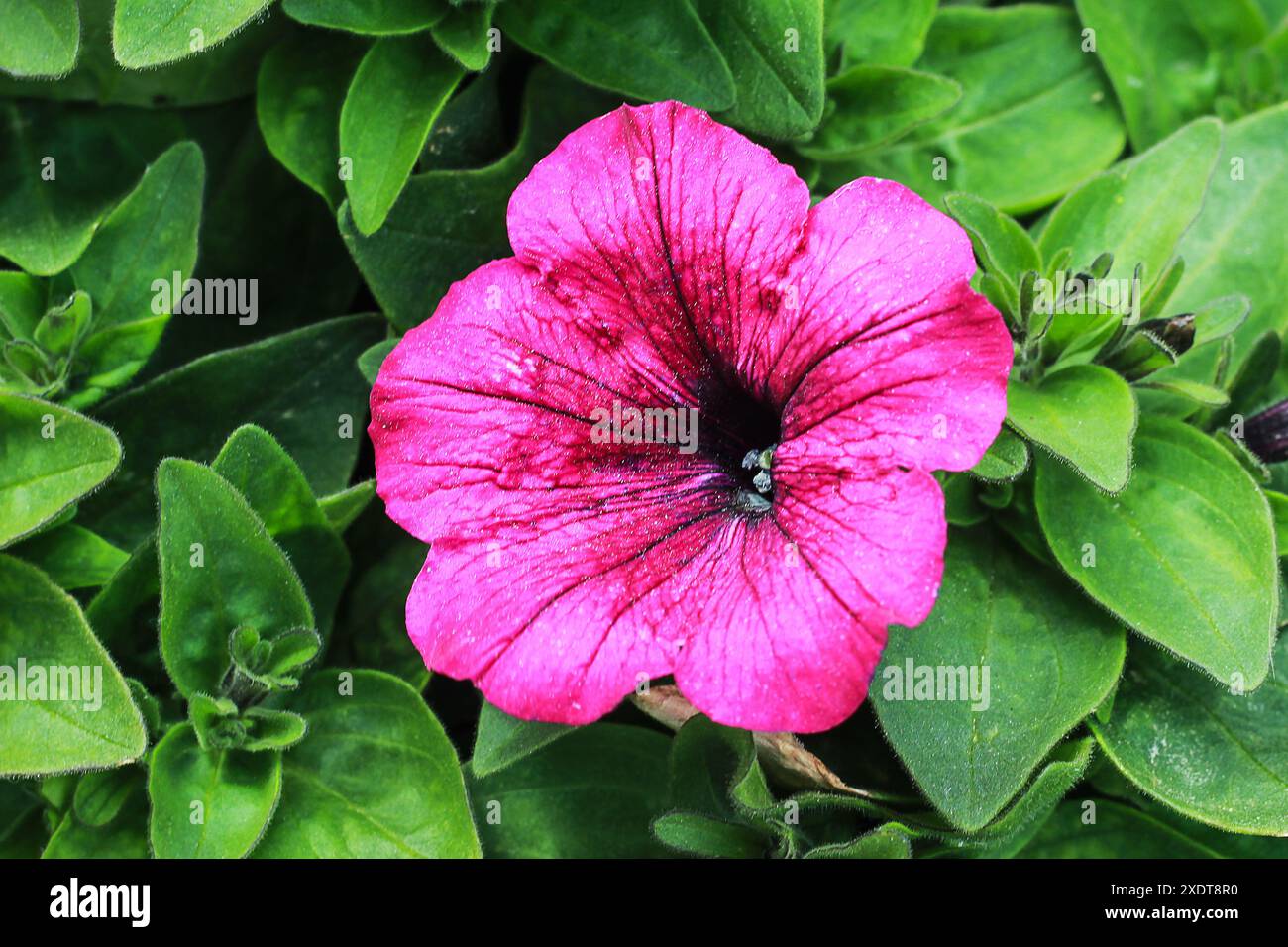 rosa Blume im Garten Stockfoto