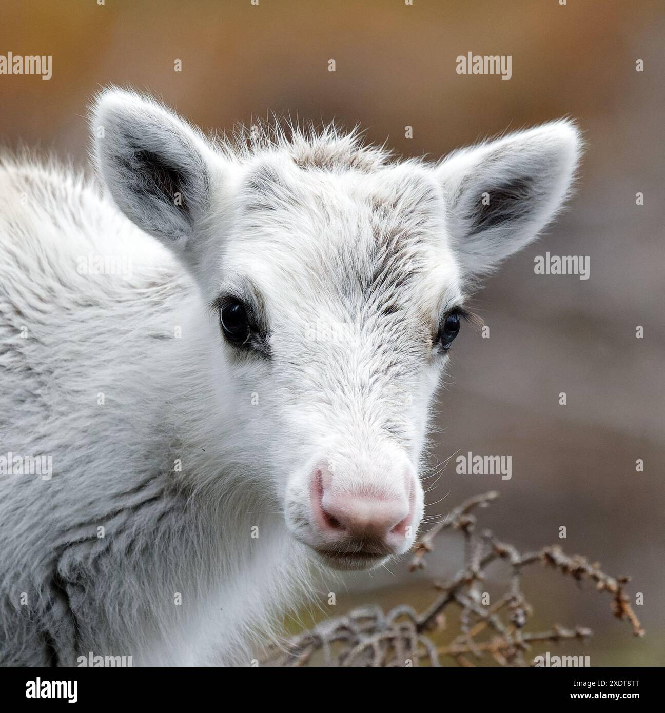 Weißes Rentier-Kitzkopf Stockfoto