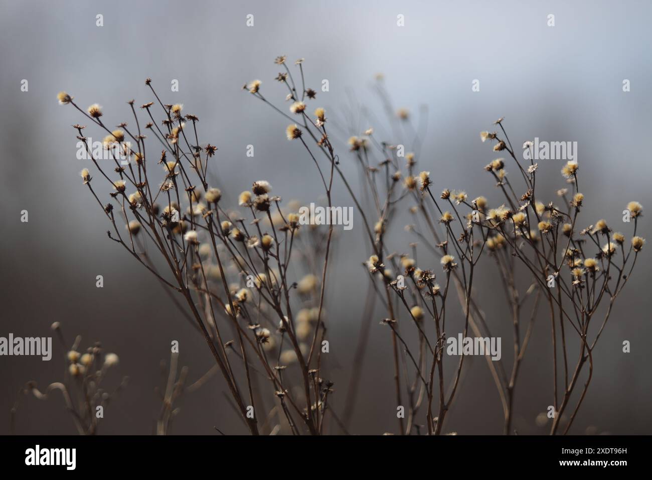 Ästhetische Pflanze im Nebel Stockfoto