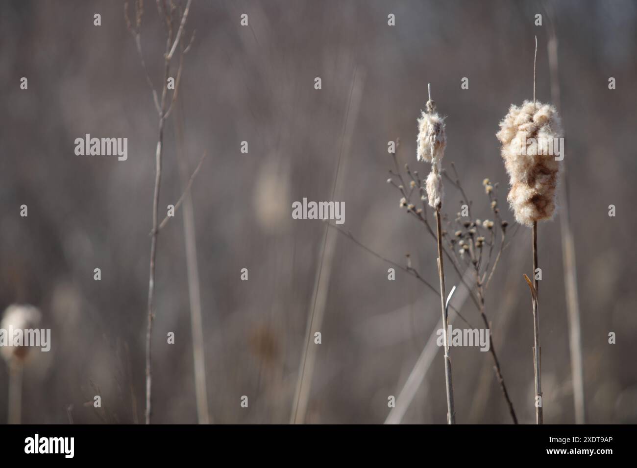 Fuzzy Cattail Pflanze Stockfoto