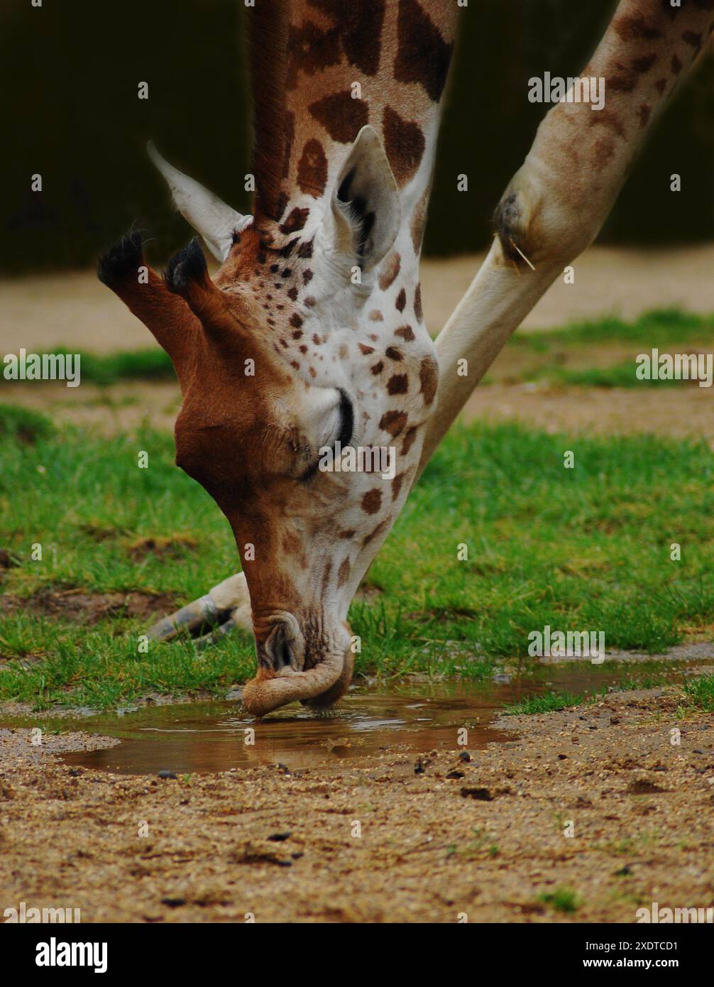 Nahaufnahme der jungen Rothschildgiraffe (Giraffa camelopardalis rothschildi) mit flexiblen fleischigen Lippen, die beim Trinken helfen und die Blätter von Bäumen entfernen Stockfoto