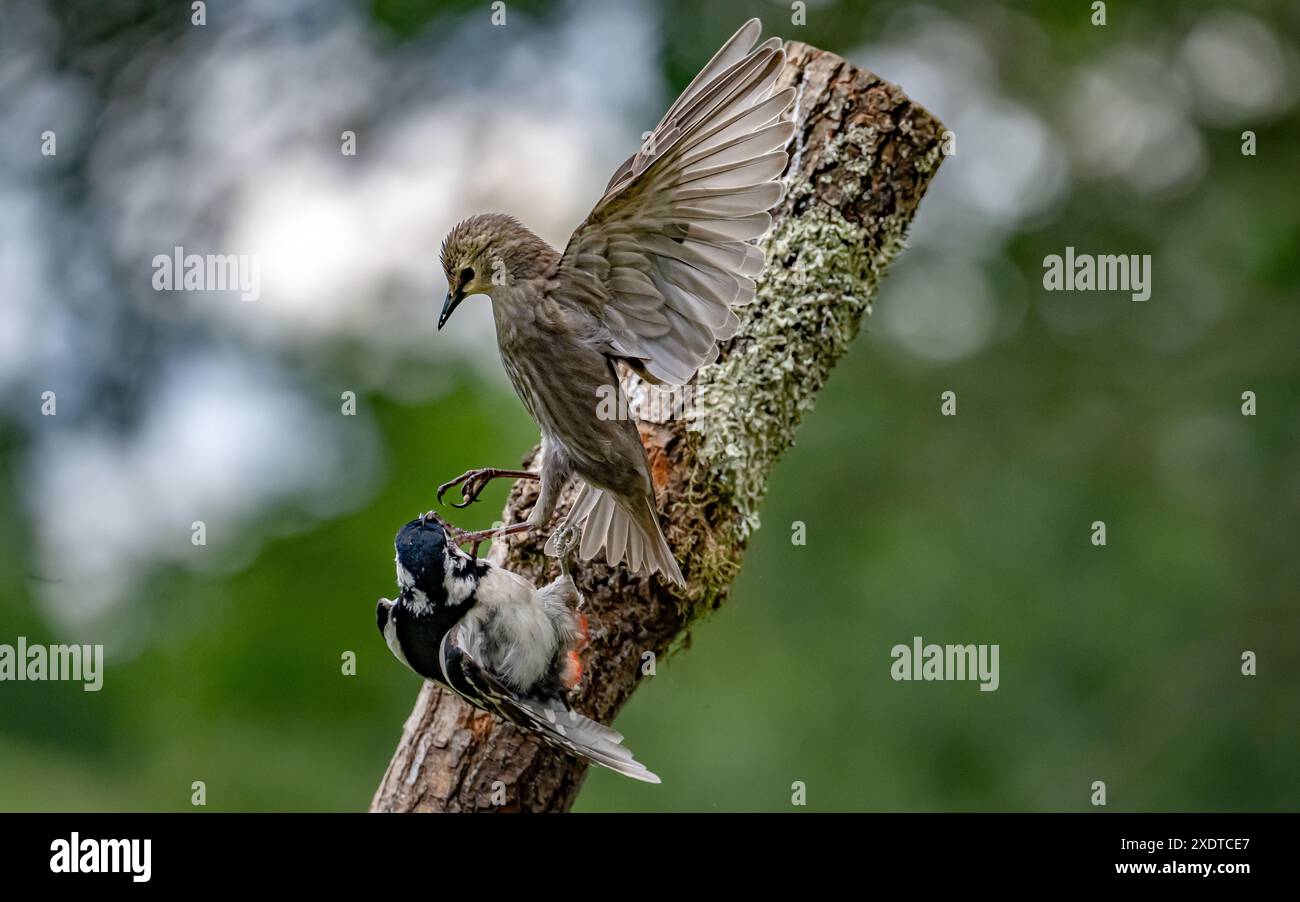 Ein junger Star greift einen großen Fleckspecht an Stockfoto