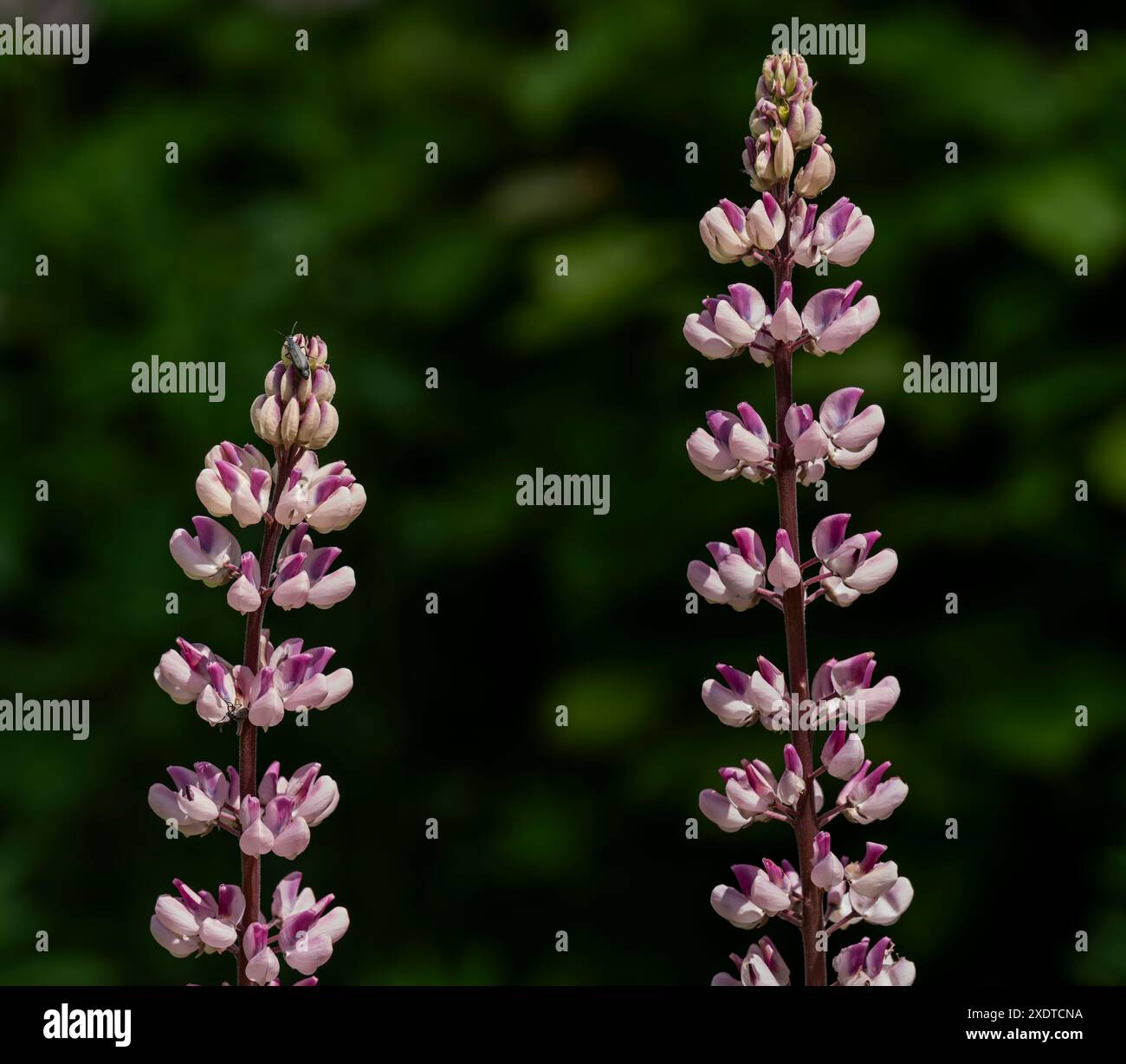Lupine blüht im Juni im Superior National Forest im Norden von Minnesota. Stockfoto