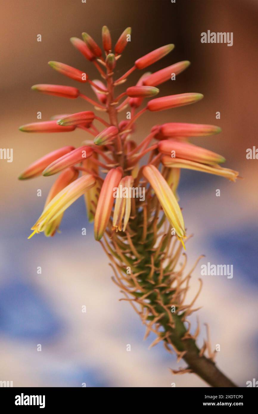 Wilde, mehrfarbige Blume Stockfoto
