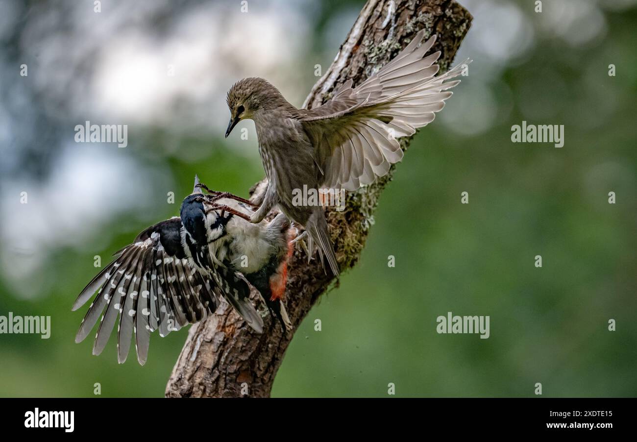 Ein junger Star greift einen großen Fleckspecht an Stockfoto