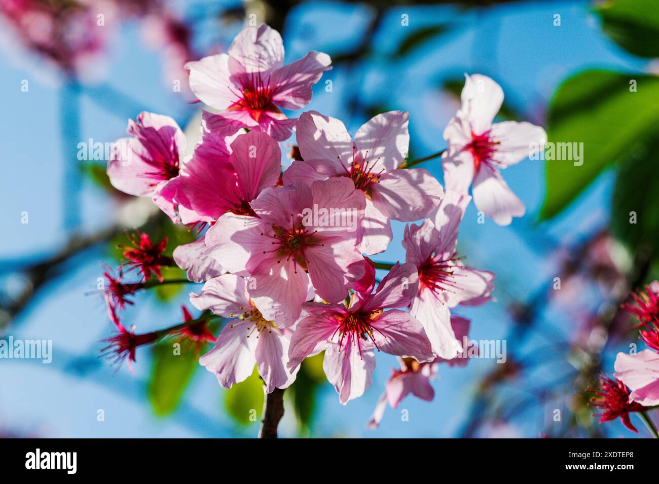 Nahaufnahme blühender Kirschbaumblüten; Japanischer Friendship Garden; Balboa Park; San Diego; Kalifornien; USA Stockfoto