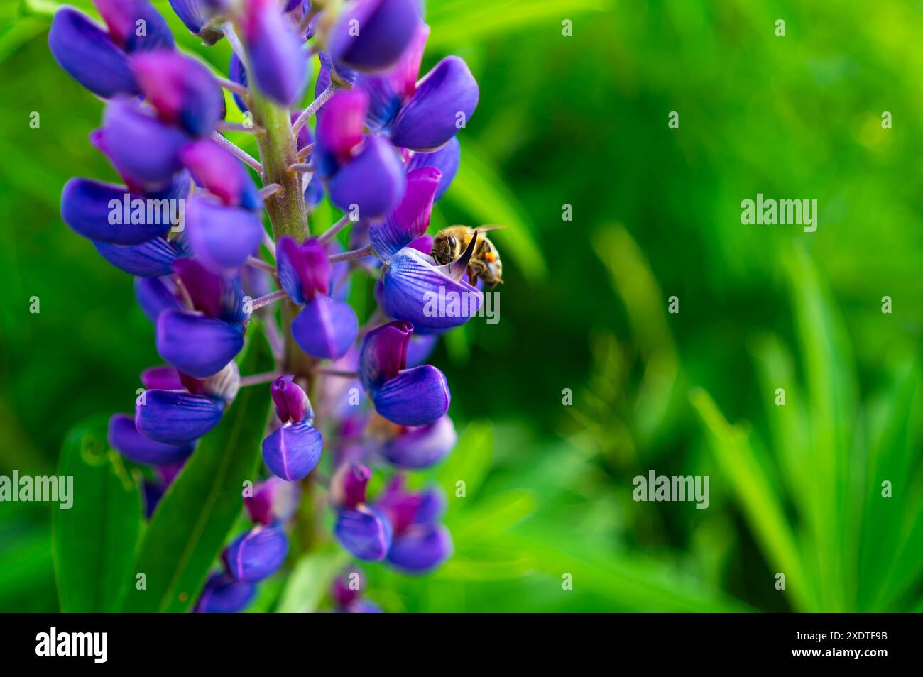 Die violette Lupinus-Pflanze wächst auf Bergwiesen. Eine großartige Nahrungsquelle für Bienen und Hummeln. Stockfoto