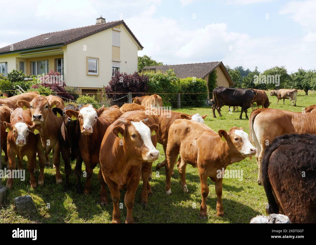 Anton Geisser 24,06 .2024 Aargau Schweiz. Landwirtschaft Viehhaltung. Bild : Mutterkuhhaltung neben Einfamiienhaus. *** Anton Geisser 24 06 2024 Aargau Schweiz Landwirtschaft Viehbild Mutterkuhhaltung neben Einfamilienhaus Stockfoto