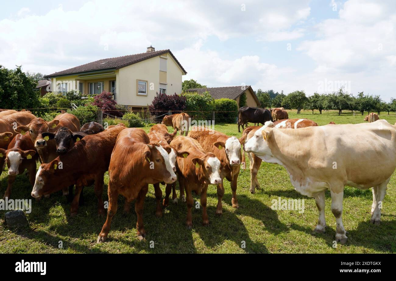 Anton Geisser 24,06 .2024 Aargau Schweiz. Landwirtschaft Viehhaltung. Bild : Mutterkuhhaltung neben Einfamiienhaus. *** Anton Geisser 24 06 2024 Aargau Schweiz Landwirtschaft Viehbild Mutterkuhhaltung neben Einfamilienhaus Stockfoto