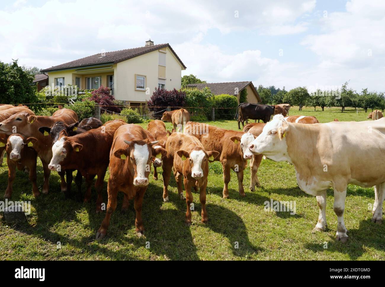 Anton Geisser 24,06 .2024 Aargau Schweiz. Landwirtschaft Viehhaltung. Bild : Mutterkuhhaltung neben Einfamiienhaus. *** Anton Geisser 24 06 2024 Aargau Schweiz Landwirtschaft Viehbild Mutterkuhhaltung neben Einfamilienhaus Stockfoto