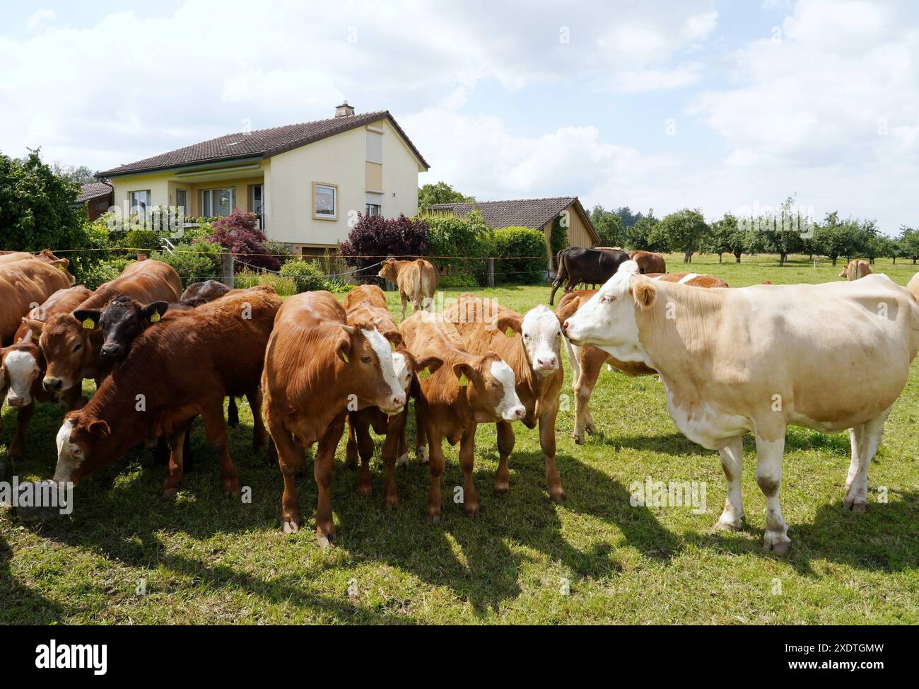 Anton Geisser 24,06 .2024 Aargau Schweiz. Landwirtschaft Viehhaltung. Bild : Mutterkuhhaltung neben Einfamiienhaus. *** Anton Geisser 24 06 2024 Aargau Schweiz Landwirtschaft Viehbild Mutterkuhhaltung neben Einfamilienhaus Stockfoto