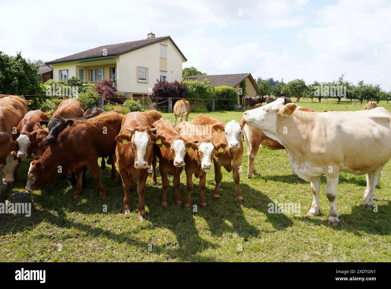Anton Geisser 24,06 .2024 Aargau Schweiz. Landwirtschaft Viehhaltung. Bild : Mutterkuhhaltung neben Einfamiienhaus. *** Anton Geisser 24 06 2024 Aargau Schweiz Landwirtschaft Viehbild Mutterkuhhaltung neben Einfamilienhaus Stockfoto