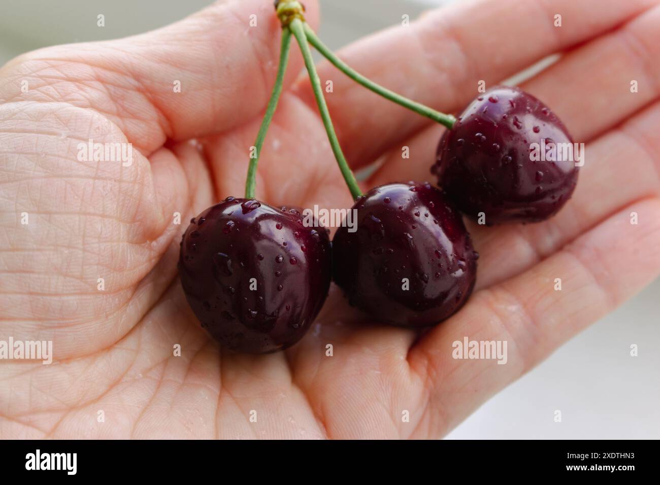 Drei rote Kirschen in der Hand. Die Hand hält reife feuchte Kirschen. Konzept der Sommerernte. Gesunder Lebensstil. Früchte und Beeren liegen flach. Stockfoto