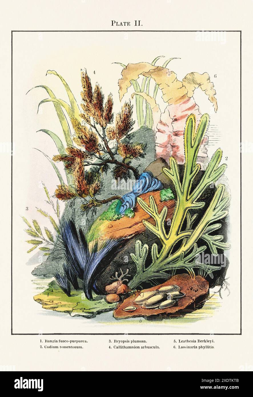 Vintage-Aquarienillustration aus einem Buch aus dem 19. Jahrhundert über Meeresaquarien, ihre Einrichtung und Erhaltung. Stockfoto