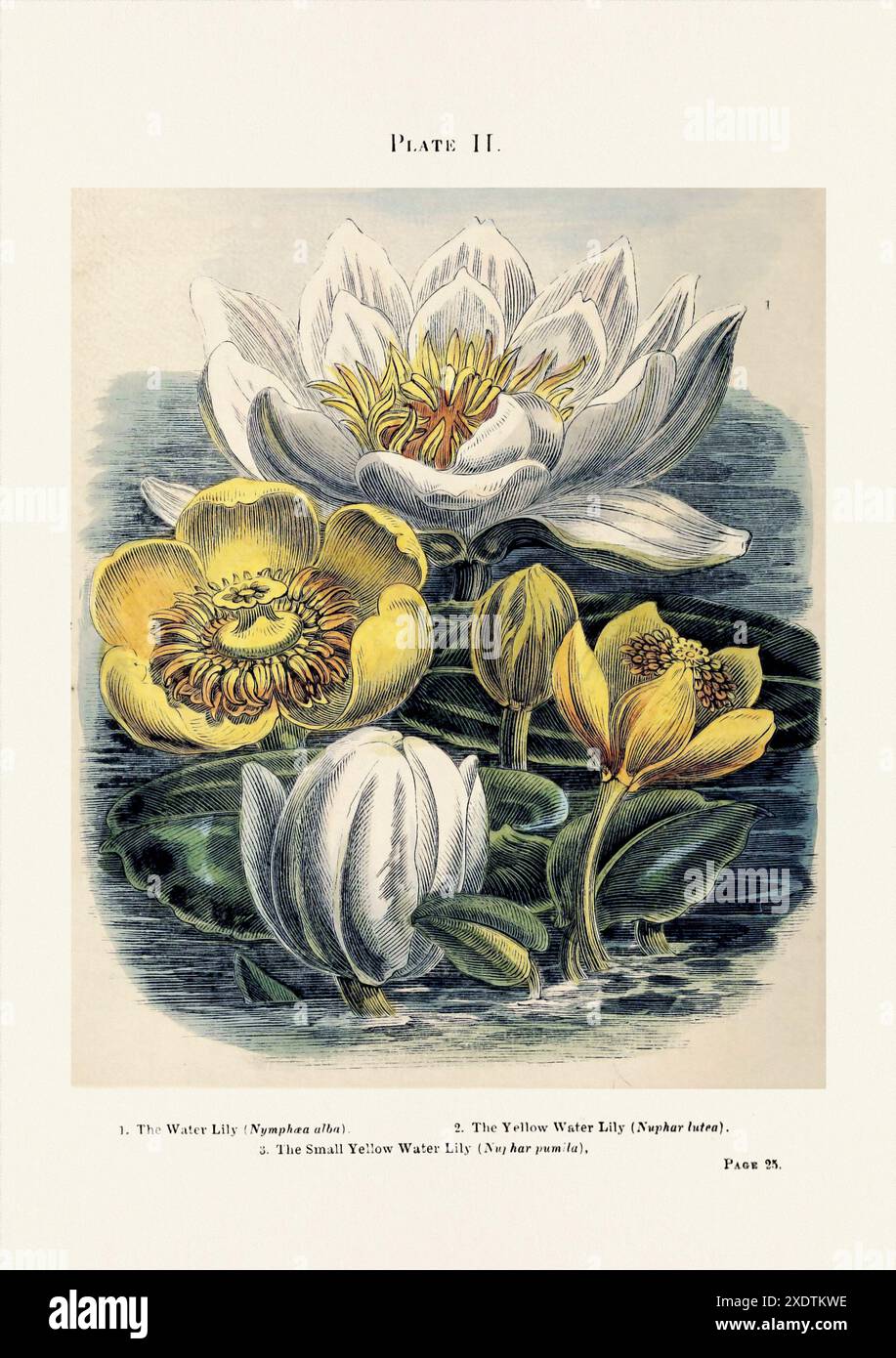 Vintage-Aquarium-Illustration aus einem Buch aus dem 19. Jahrhundert über Methoden zur Züchtung von Süßwasserpflanzen in Aquarien, die Lebensräume für zierfische bieten Stockfoto