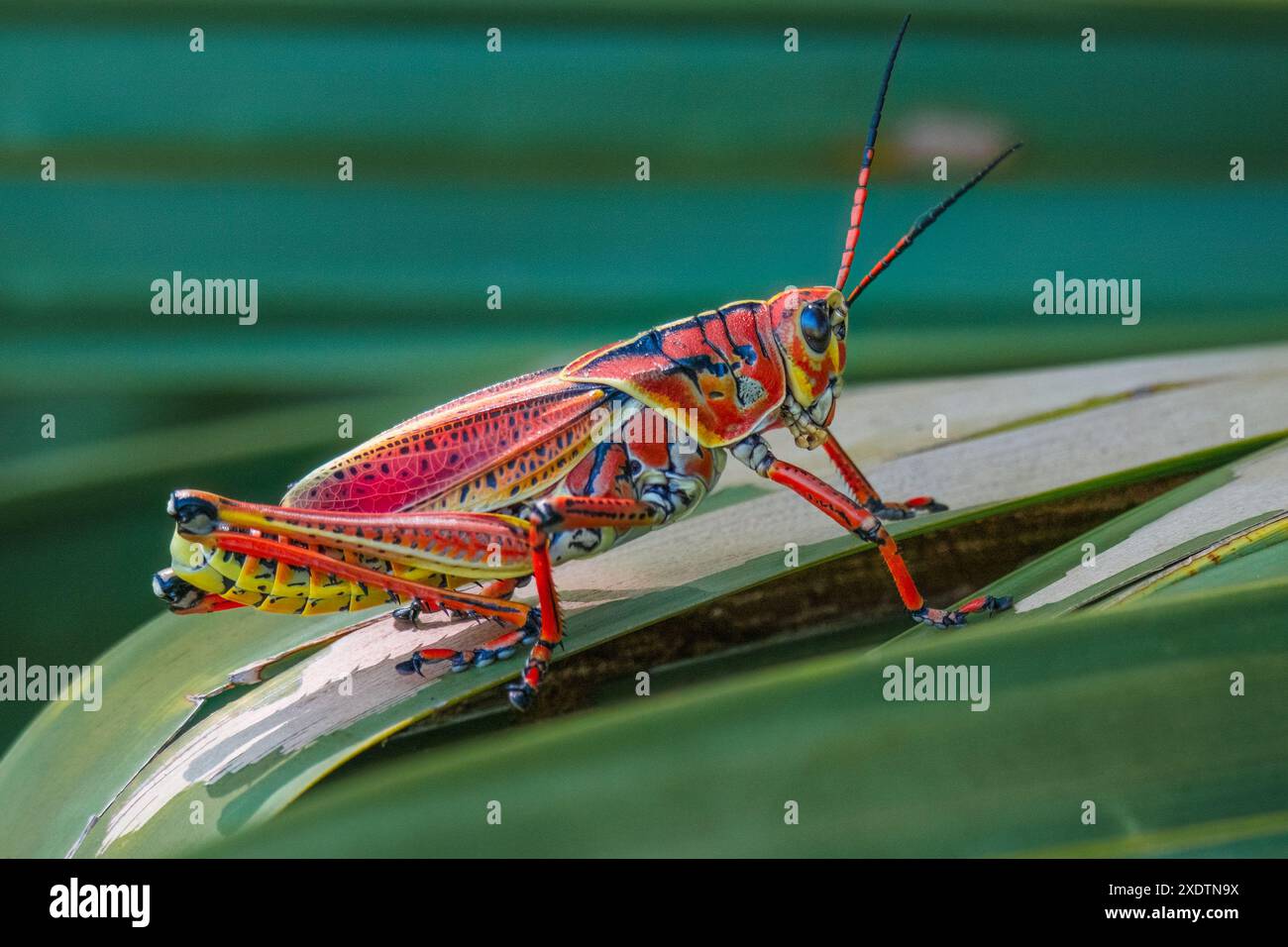 Floridas Giant Orange Grasshopper auf einem Palmenwedel Stockfoto