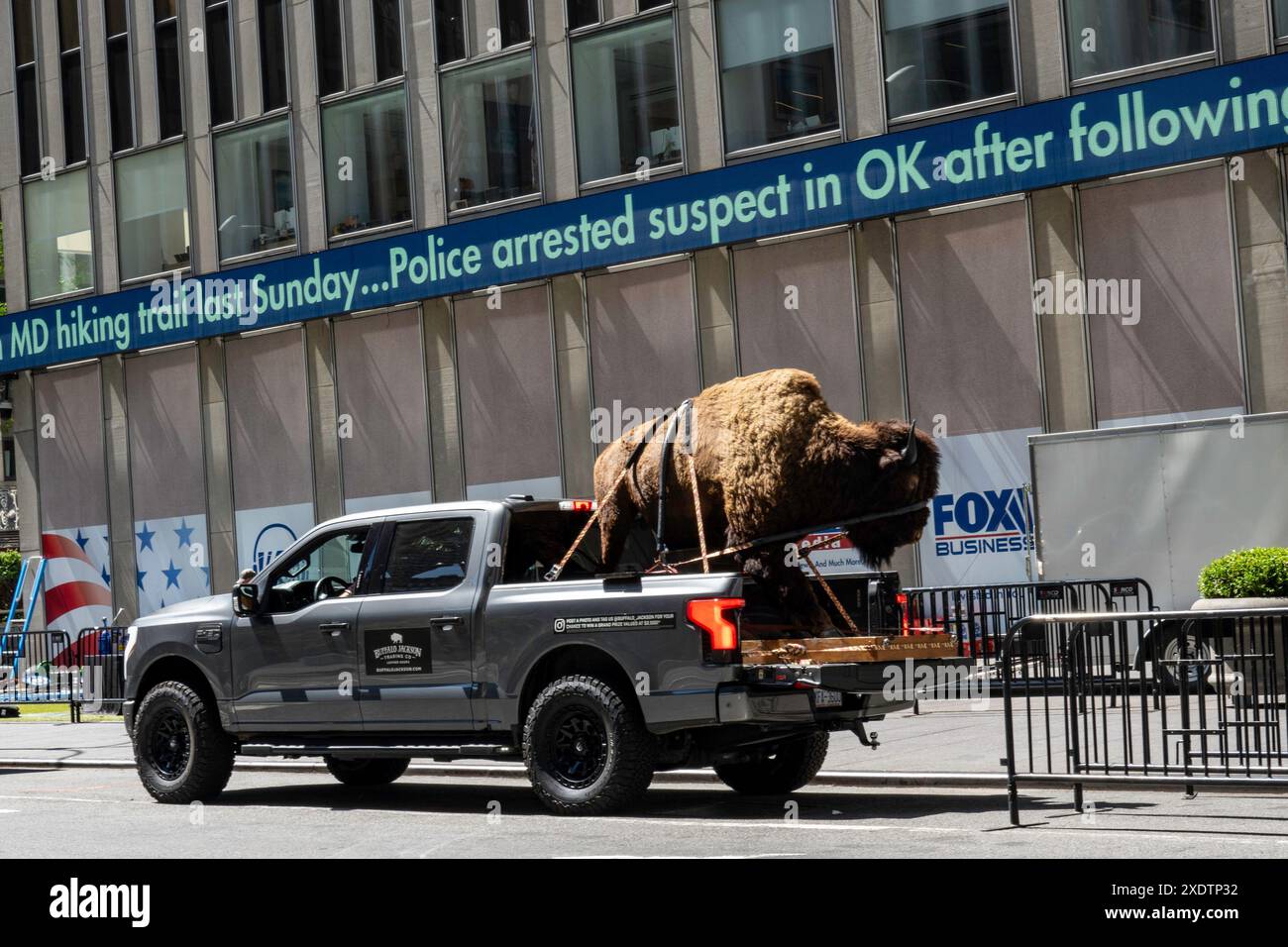 Stuffed Buffalo Mount, Fahrt auf der Rückseite des Pick Up Trucks, 29024, NYC, USA Stockfoto