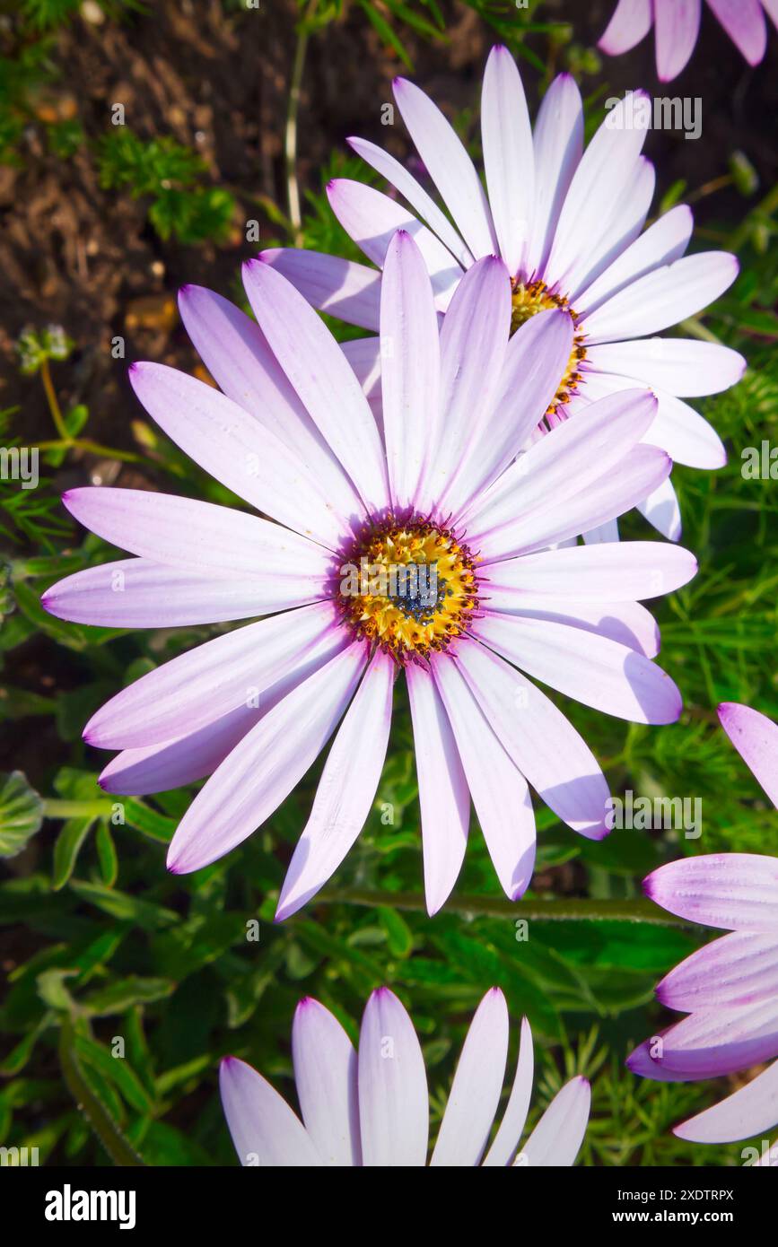 Dimorphotheca Ecklonis mit rosa und weißen Blüten Stockfoto