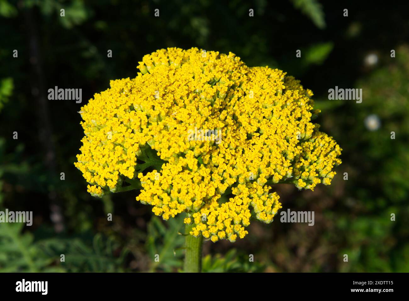 Einzelne gelbe Achillea filipendulina im Garten Stockfoto