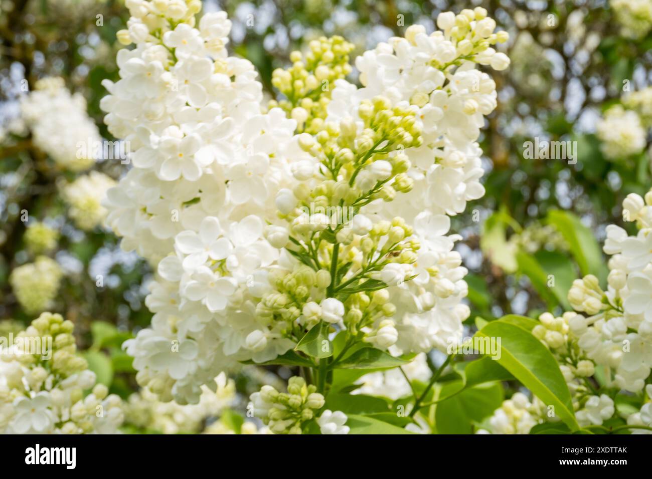 Weiße Flieder blühen. Weißer Flieder auf einem Baum. Blüten der weissen Flieder. Wunderschöner Frühlingslila. Hochwertige Fotos Stockfoto
